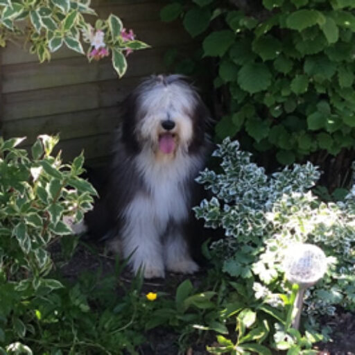 Hiding in the bushes