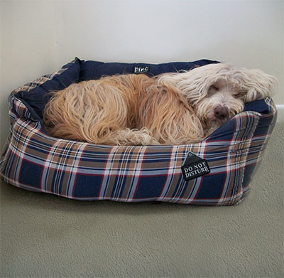 Hiding in the bushes