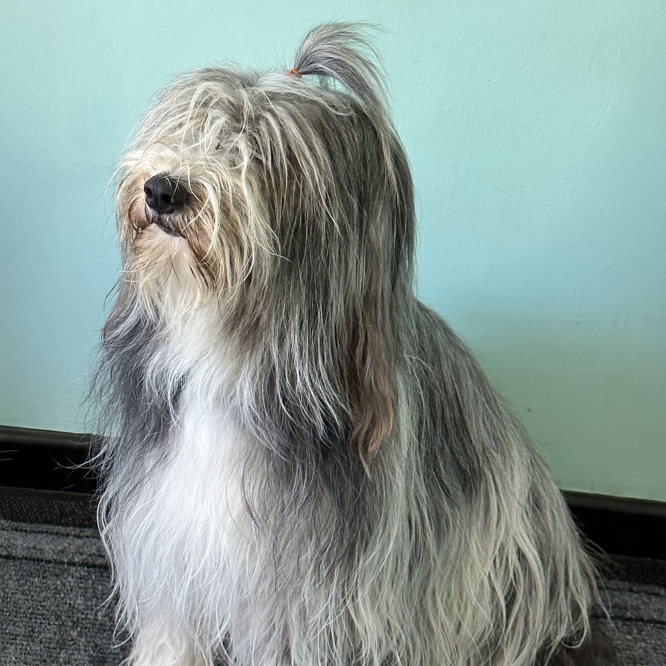 Hiding in the bushes