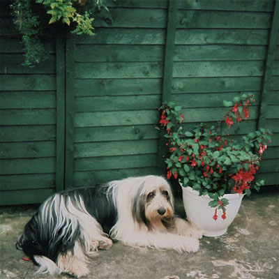 Hiding in the bushes